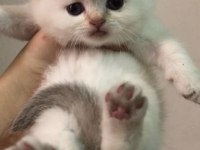 Muhteşem Safkan British Longhair ve British shorthair yavru