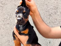 Premium Doberman Yavrusu Ebeveyn Fotoğraflı