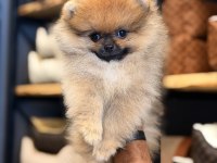 Mersin Pomeranian Boo