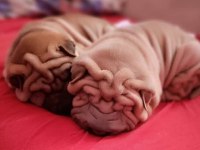 Shar pei ırkının en iyi temsilcileri