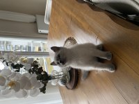 YAVRU KEDİLER