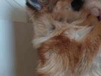 1.5 yaşında pomeranian