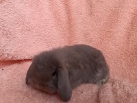 Hollanda teddy lop tavşanı