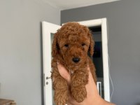 Dişi Toy Poodle