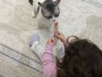 Kedimize yuva arıyoruz kırma tekirdir