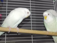 Damızlık kırmızı göz saf kan albino muhabbet kuşu