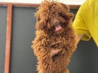 Tea cup 7 aylık dişi kore poodle 1.850 gr 