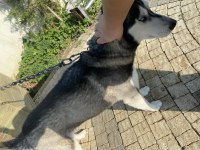 Sibirya kurdu husky orjinal dişi