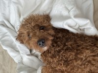 Toy Poodle 1 Yaşında