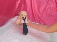 SEVİMLİ MALTİPOO BEBEKLER
