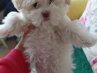 Maltese terrier erkek