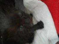 Kediye acil yuva aranıyor