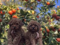 Red Brown Toy Poodle Yavrularımız