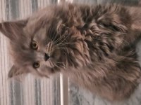 British longhair