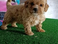 Maltipoo köpeği yavrularımız