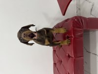 Safkan kızıl erkek 55 günlük doberman