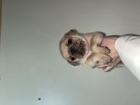 Pug bebeklerim
