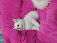 British shorthair safkan yavrularım