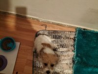 Suporting lucas terrier konuşulur