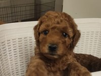 İNANİLMAZ KALİTE İNANİLMAZ FİYATLARA POODLE YAVRULAR