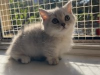 Munckin Kısa Bacaklı Silver