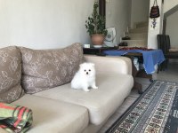 Pomeranian boo beyaz yavrum balıkesir