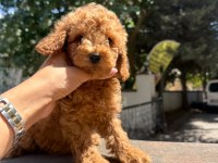 Show Poodle Bebekler