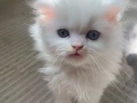 British longhair beyaz kedimiz