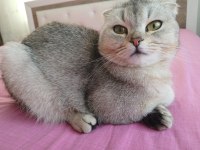 1 yaşında dişi scottish fold