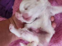 Erkek exotic pekinez köpeğimiz