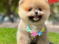 Safkan Pomeranian Boo Bebekler