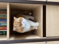 Exotic shorthair oğluma acil dişi aranıyor