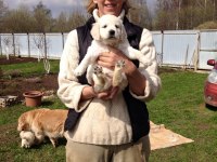 Golden Retriever Adrese Teslim Kapıda Ödeme Yapabilirsiniz