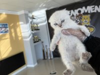 EN GÜZEL SCOTTISH FOLD YAVRULARIMIZ FENOMEN PETS ANK