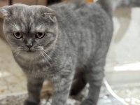 7 aylık scottish fold kedimiz sahiplendirilecek