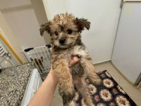 Morkie terrier yavrular