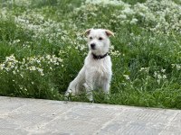 Terrier Yavruları 45 Günlük