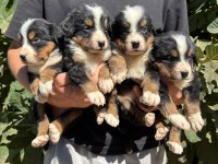 Safkan kaliteli bernese yavrularımız