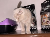 Sahiplendirilecek 4 aylık kedimiz scottish fold
