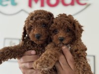 Yasal ruhsatlı çiftlikde hazır 10 adet toy poodle