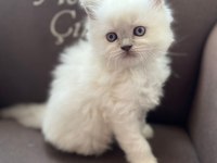 British longhair ve scottish shorthair bluepoint yavrular