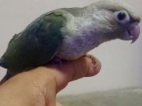 EL BESLEME KONUR BEBEK