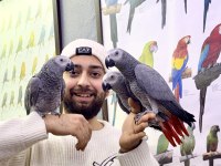 Üst Düzey Konuşan Eğitimli Jako Papağanı