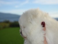 Safkan pomeranian boo