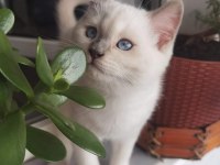 British blue point