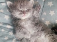 Safkan dişi ve erkek british longhair