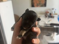 Muhteşem bebekler anne altından rezerve köpeğimiz