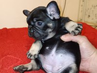 Black Tan French Bulldog