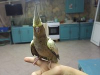 Ele Alışkı Sultan Papağanı