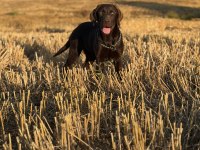 Çikolata Labrador